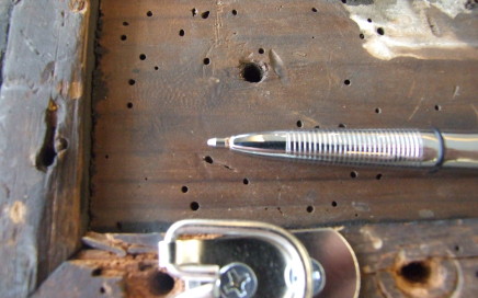 Borer holes to wood